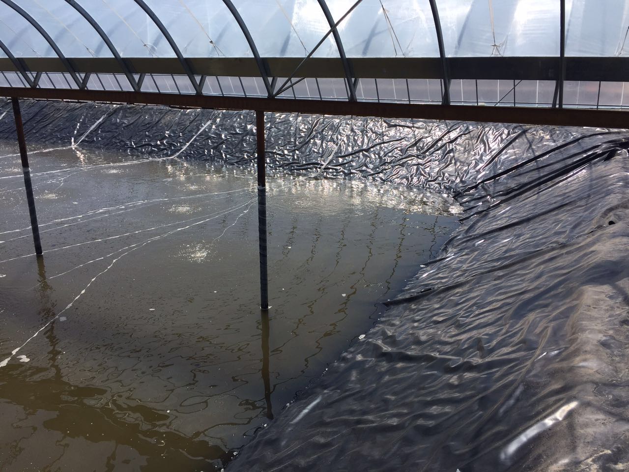 Anti-seepage project of biogas digester in Guangzhou Livestock Farm