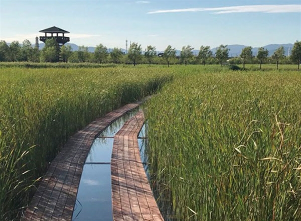 Cement carpet for river and lake wetlands
